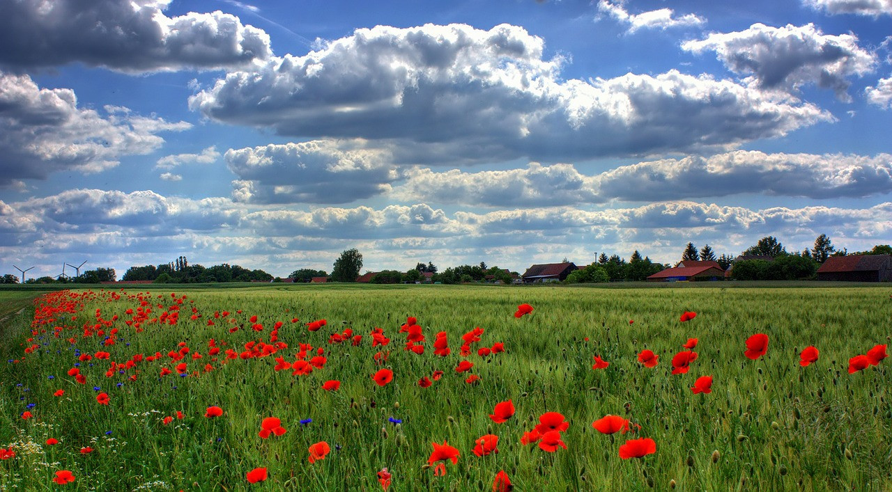 field-of-poppies-50588_1280
